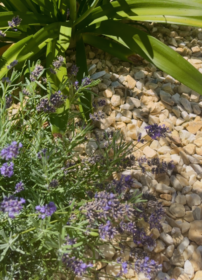 jardin méditerranéen