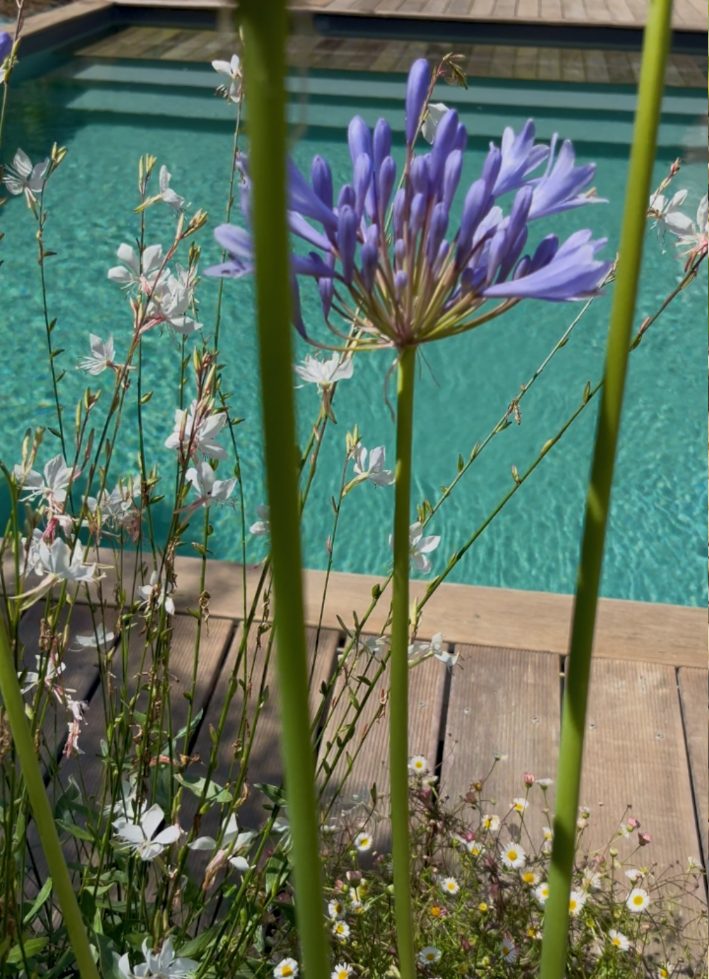 jardin méditerranéen
